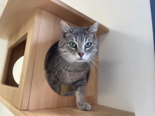 RINA, female mixed breed for adoption at SPA Montluçon, Montlucon