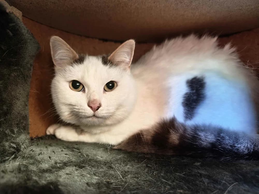 SMARTY, male mixed breed for adoption at SPA Montluçon, Montlucon