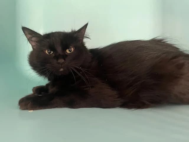 VICTOIRE, female mixed breed for adoption at SPA Montluçon, Montlucon