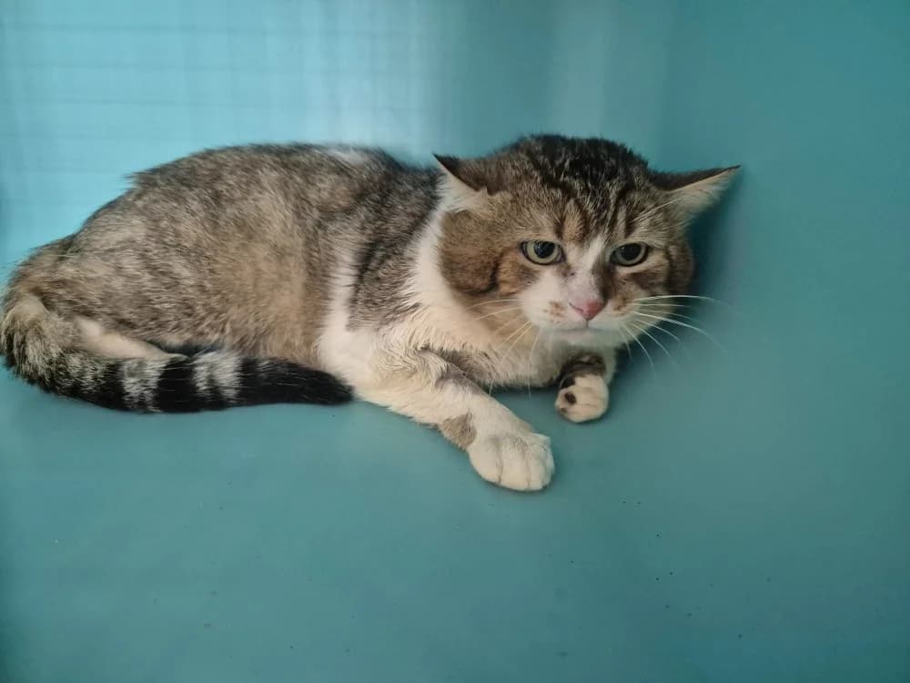 RAMBO, male 6yo mixed breed for adoption at SPA Montluçon, Montlucon