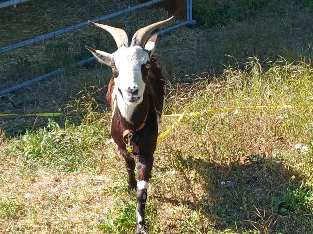 BUBU, female young Mixed Breed for adoption at SPA Montluçon, Montlucon