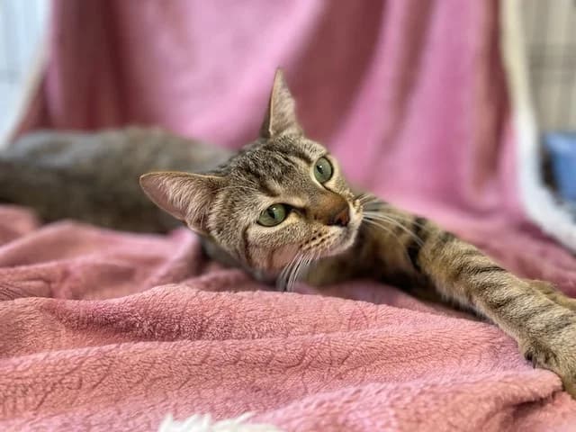 WILMA, female young Mixed Breed for adoption at SPA Montluçon, Montlucon