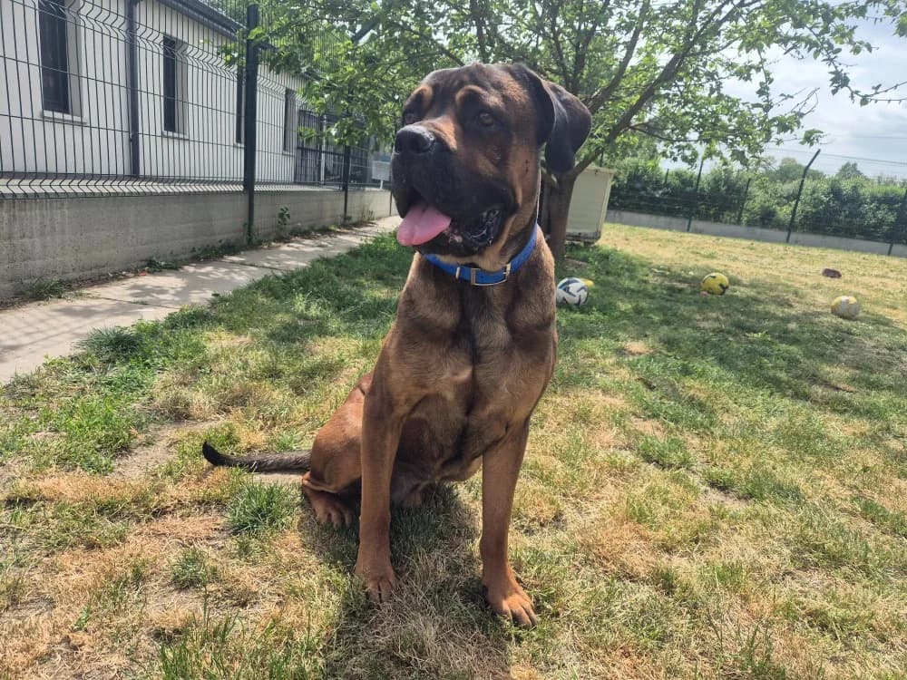 ADDOCK, male young Cane Corso for adoption at SPA Montluçon, Montlucon