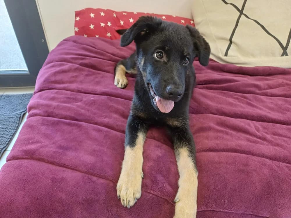 BOUGNETTE, female German Shepherd for adoption at SPA Montluçon, Montlucon