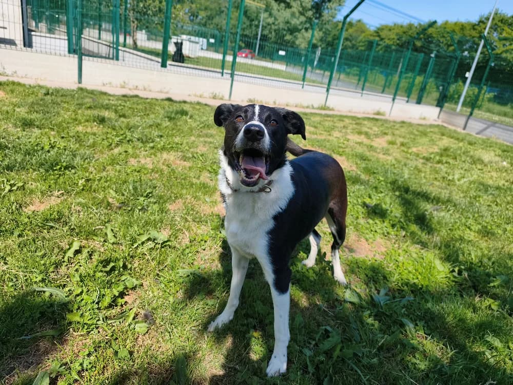 OREO, male young Border Collie for adoption at SPA Montluçon, Montlucon