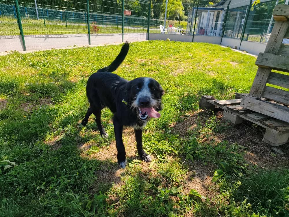 ASTRO, male young Mixed Breed for adoption at SPA Montluçon, Montlucon