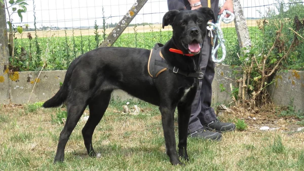 CASSIE, female senior Cane Corso for adoption at SPA Montluçon, Montlucon