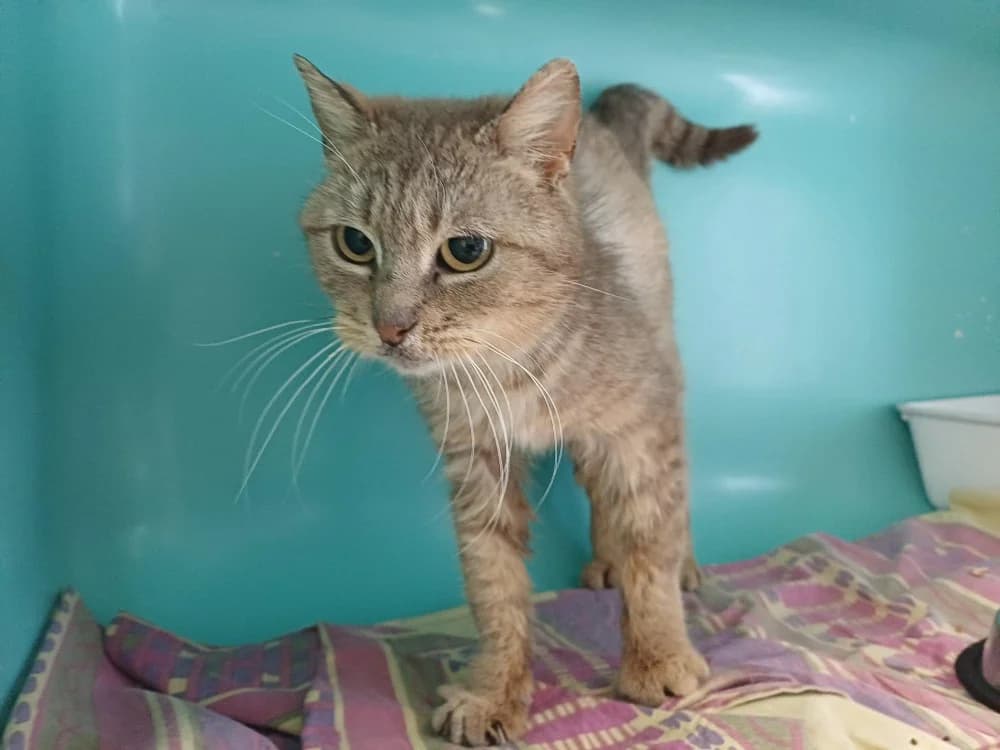 RITA, female senior Mixed Breed for adoption at SPA Montluçon, Montlucon
