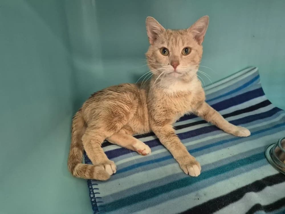 LEO, male 3yo Mixed Breed for adoption at SPA Montluçon, Montlucon