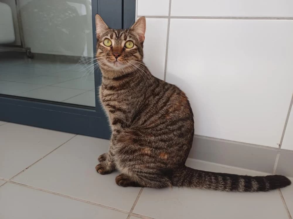 NAMI, female young mixed breed for adoption at SPA Montluçon, Montlucon