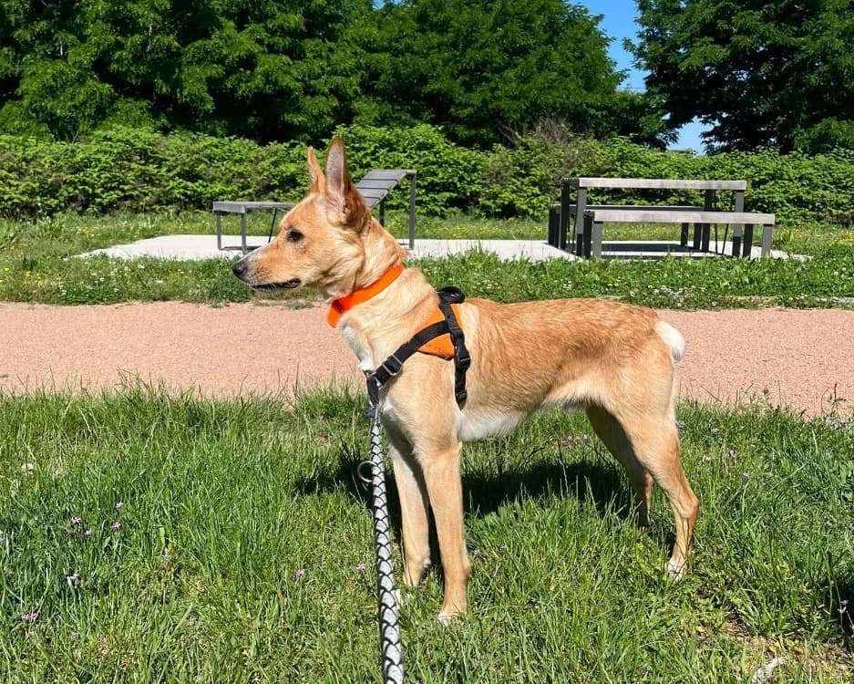AMOK, male young Mixed Breed for adoption at SPA Montluçon, Montlucon