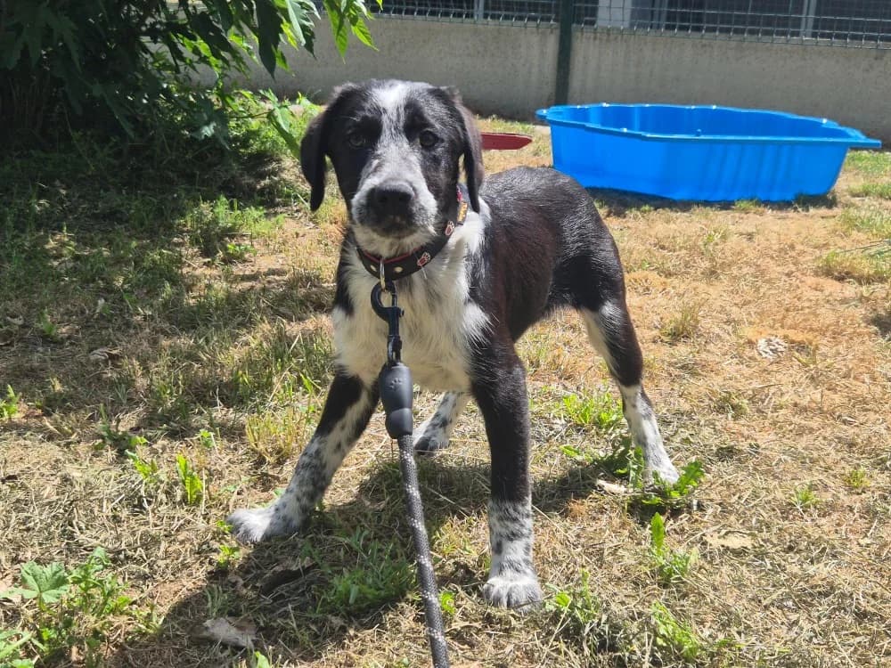 BAILEY, male puppy Mixed Breed for adoption at SPA Montluçon, Montlucon