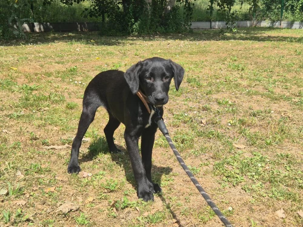 BALOU, male puppy Mixed Breed for adoption at SPA Montluçon, Montlucon