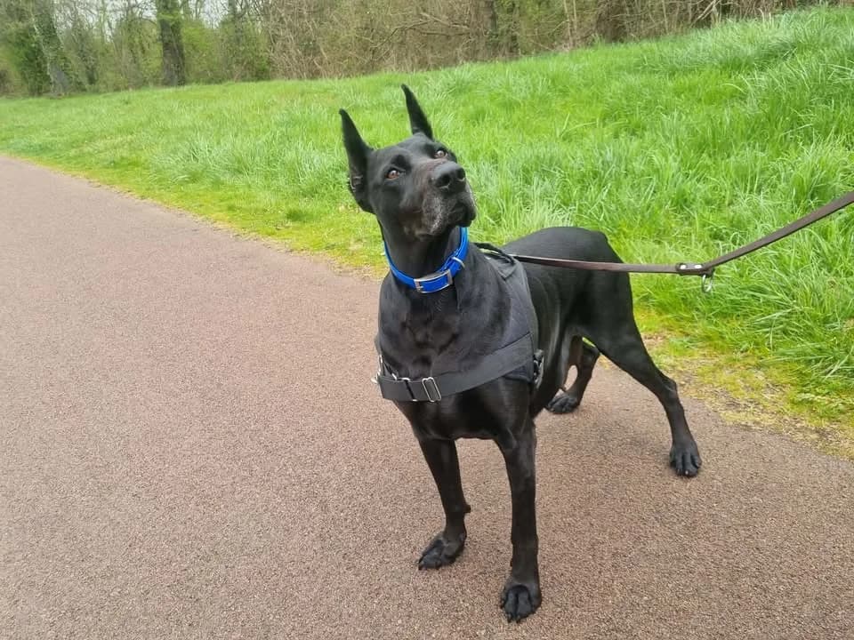 RINA, female 5yo mixed breed for adoption at SPA Montluçon, Montlucon