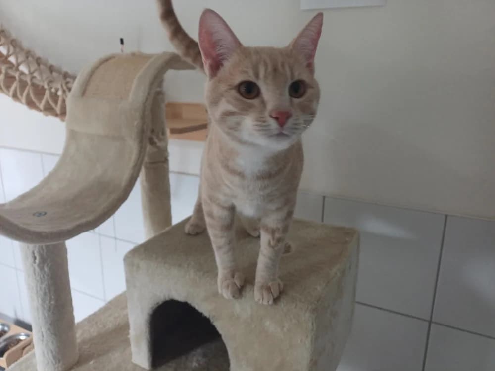 Urby, male 3yo Mixed Breed for adoption at SPA Montluçon, Montlucon