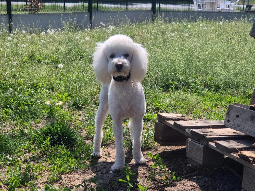 ATOS, Poodle (SPA Montluçon)