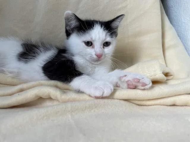 BAGUETTE, female Mixed Breed for adoption at SPA Montluçon, Montlucon