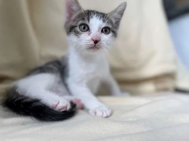 BRUSCH, male Mixed Breed for adoption at SPA Montluçon, Montlucon