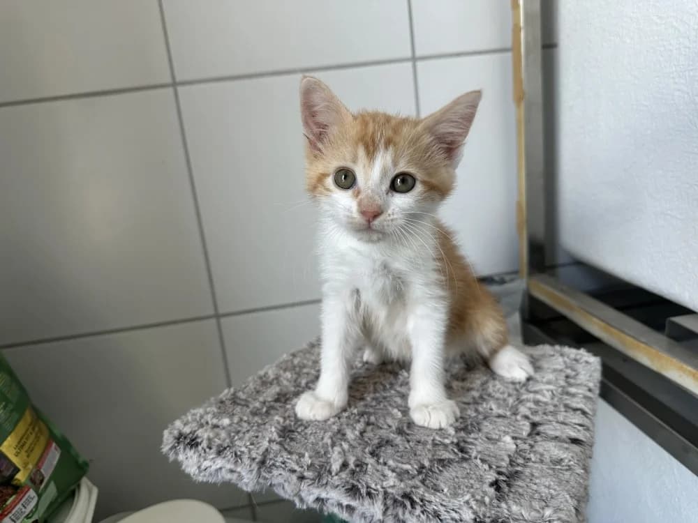 MIA, female mixed breed for adoption at SPA Montluçon, Montlucon