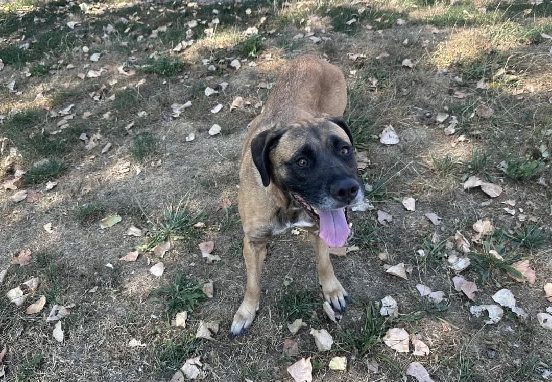 SNOOKIE, Mixed Breed (SPA Montluçon)