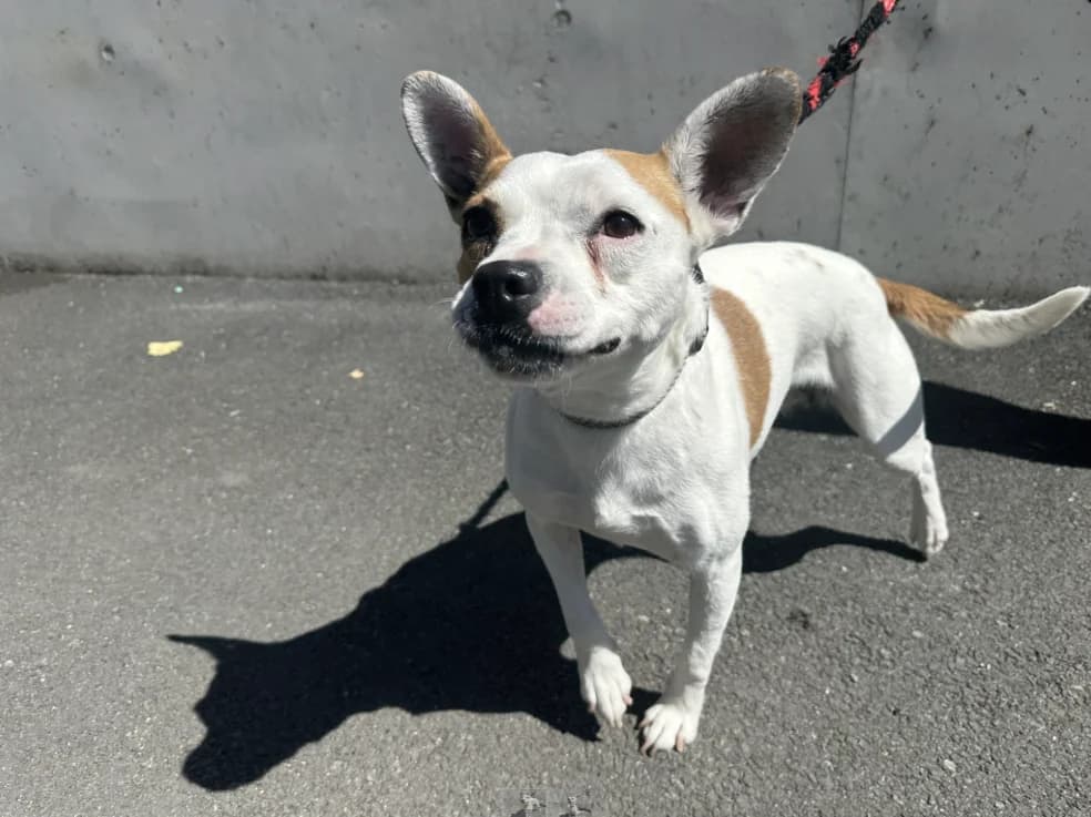 HANDY, female 6yo French Bulldog for adoption at SPA Montluçon, Montlucon