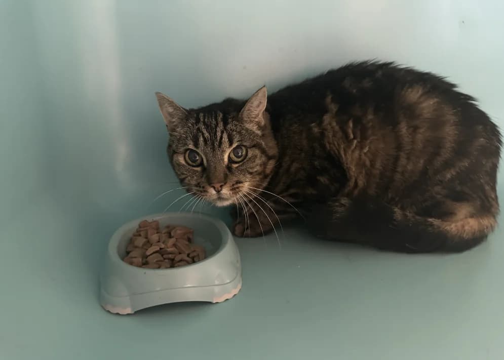 MINETTE (Tigré), female senior Mixed Breed for adoption at SPA Montluçon, Montlucon