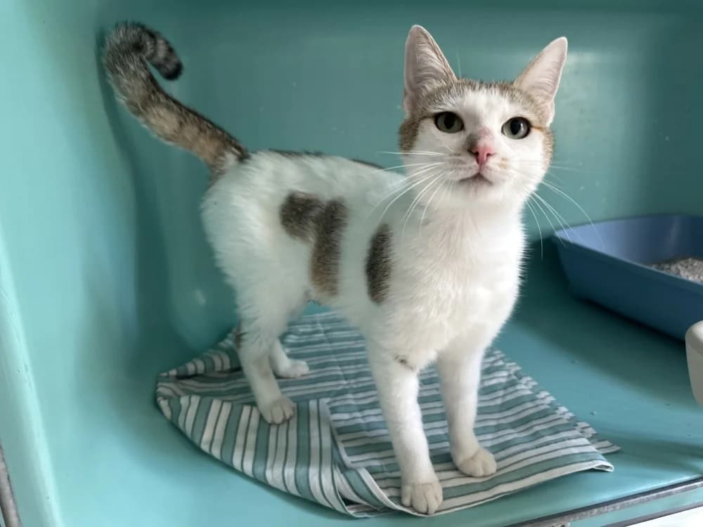 UNES, female young Mixed Breed for adoption at SPA Montluçon, Montlucon