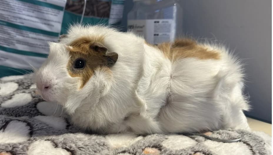 CARAMEL, male Mixed Breed for adoption at SPA Gennevilliers (Grammont), Gennevilliers