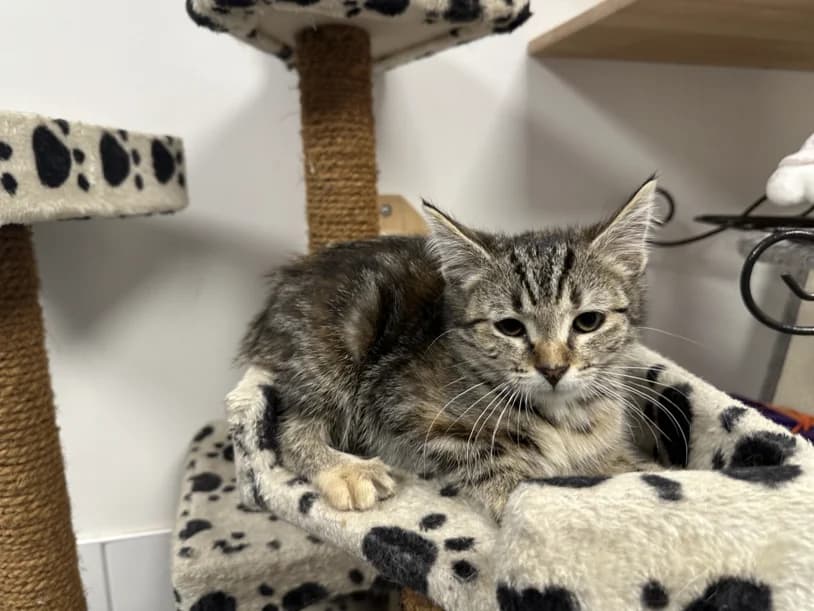 BOURBONE, female Mixed Breed for adoption at SPA Montluçon, Montlucon