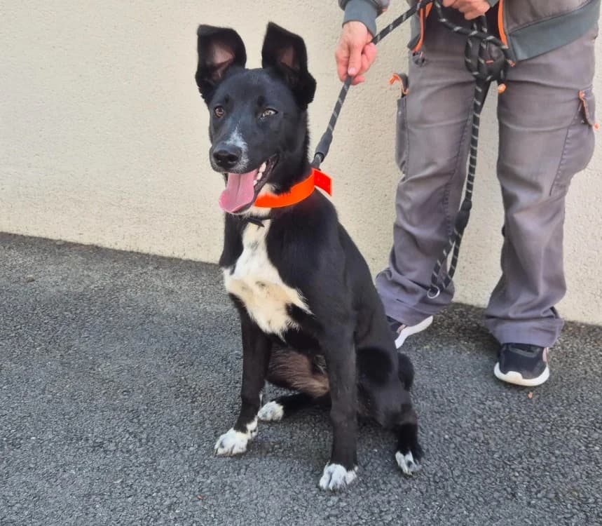 AVA, female Border Collie for adoption at SPA Montluçon, Montlucon