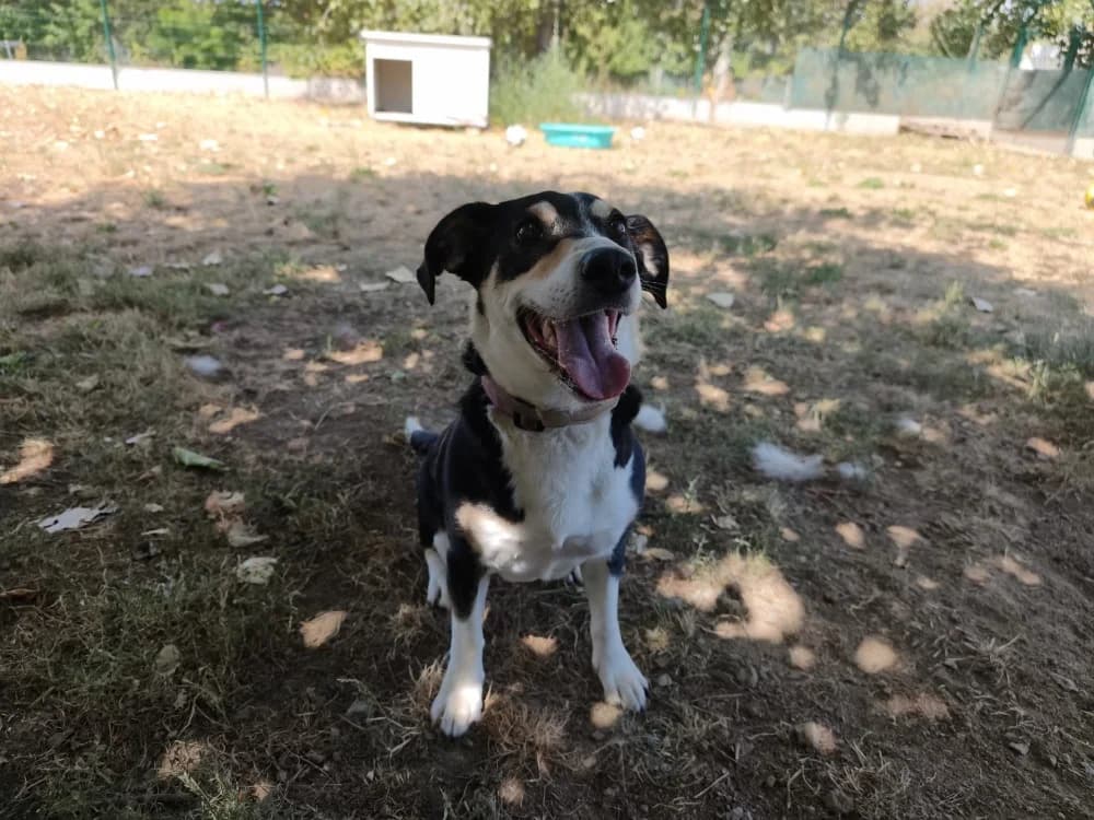 BELLA, female 3yo Mixed Breed for adoption at SPA Montluçon, Montlucon