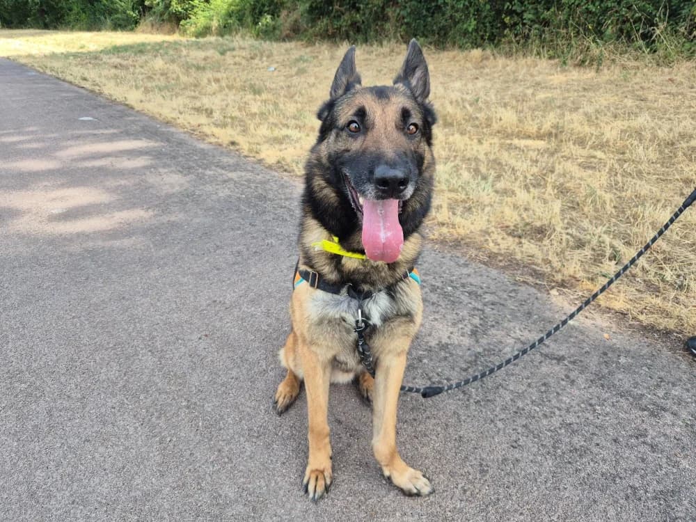 ONIX, male 7yo German Shepherd for adoption at SPA Montluçon, Montlucon