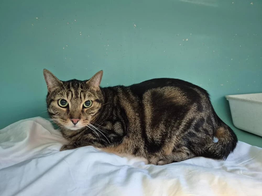 GUIZMO, male 6yo Mixed Breed for adoption at SPA Montluçon, Montlucon