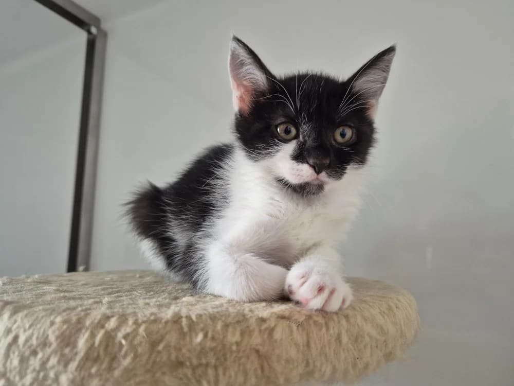 Bulle, female Mixed Breed for adoption at SPA Millau, Millau