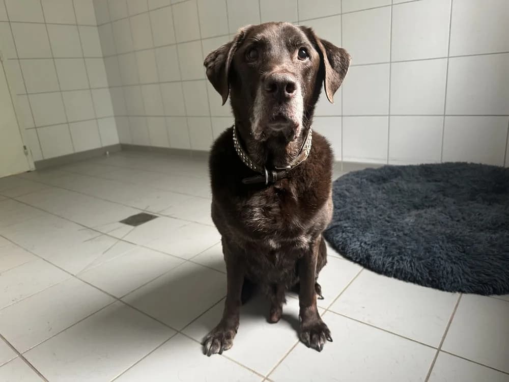 QUINTON, male senior Labrador Retriever for adoption at SPA Montluçon, Montlucon