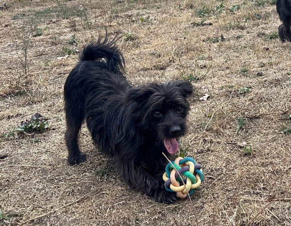 DARKO, male 4yo Mixed Breed for adoption at SPA Montluçon, Montlucon