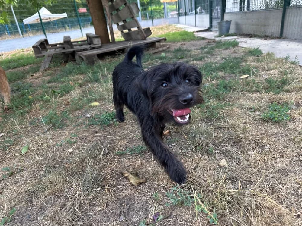 Pirate, Mixed Breed (SPA Lézignan-Corbières)