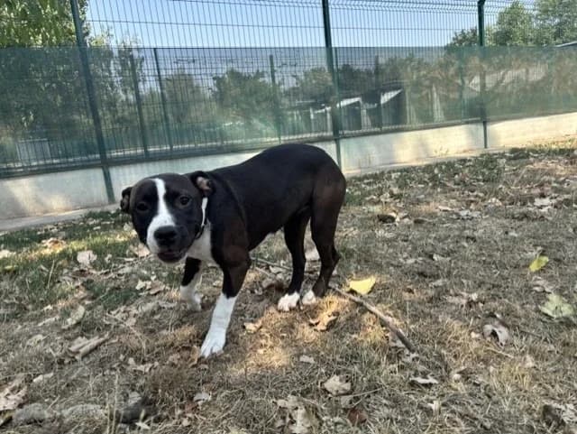 BUFFY, female French Bulldog for adoption at SPA Montluçon, Montlucon