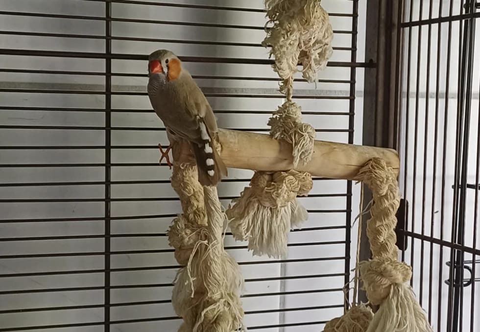 D.Mandarin, Mixed Breed (SPA Montluçon)