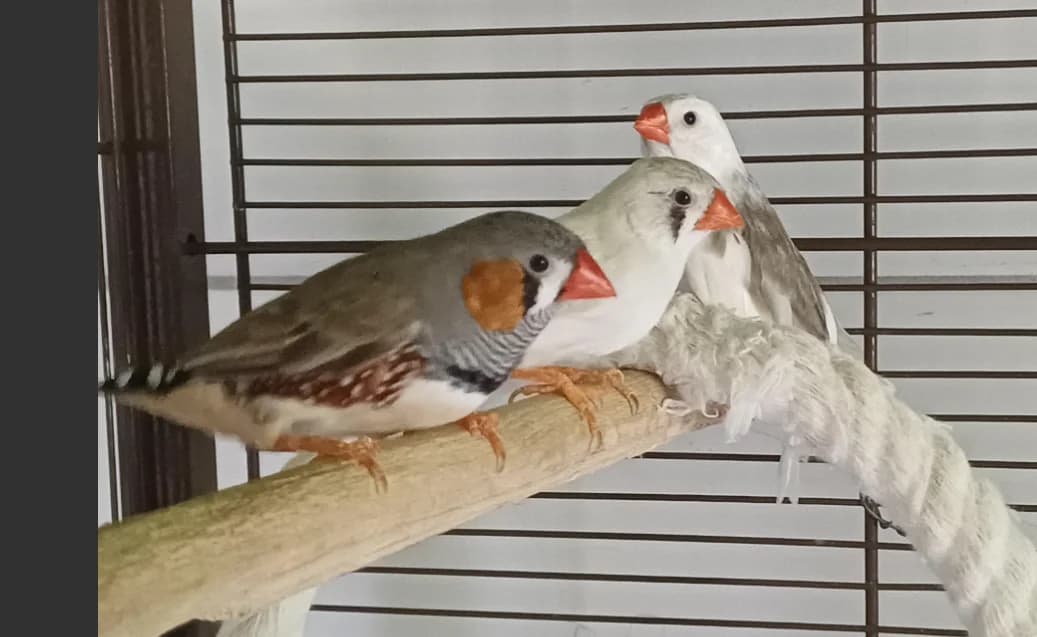 Mand.couleur, Mixed Breed (SPA Montluçon)