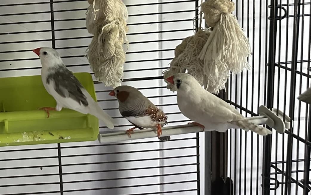 D.Mandarin, female Mixed Breed for adoption at SPA Montluçon, Montlucon