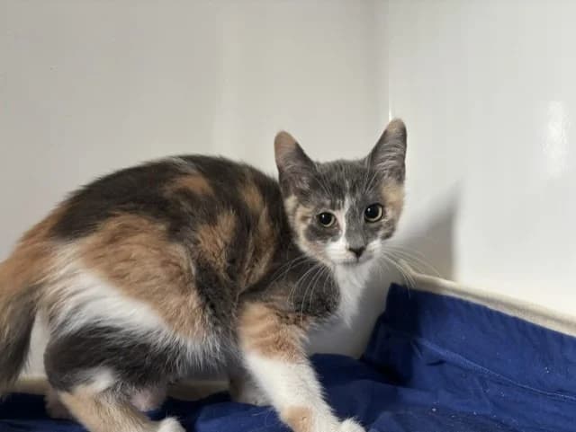 BRINA, Mixed Breed (SPA Montluçon)