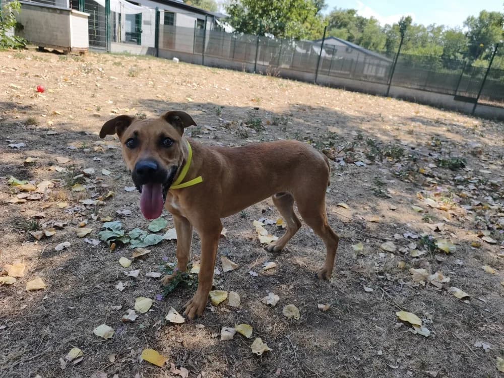 ASKO, male Staffordshire Bull Terrier for adoption at SPA Montluçon, Montlucon