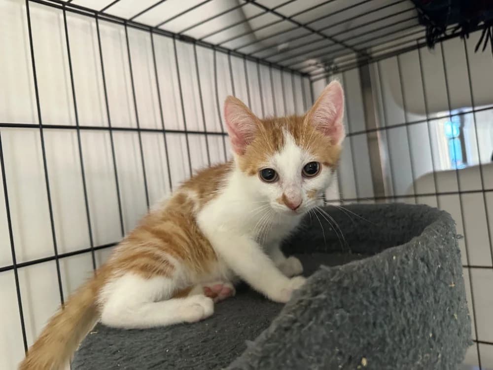BASILIC, male mixed breed for adoption at SPA Montluçon, Montlucon