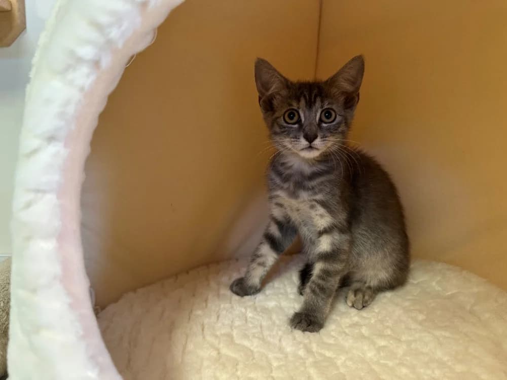 BLEUET, female Mixed Breed for adoption at SPA Montluçon, Montlucon