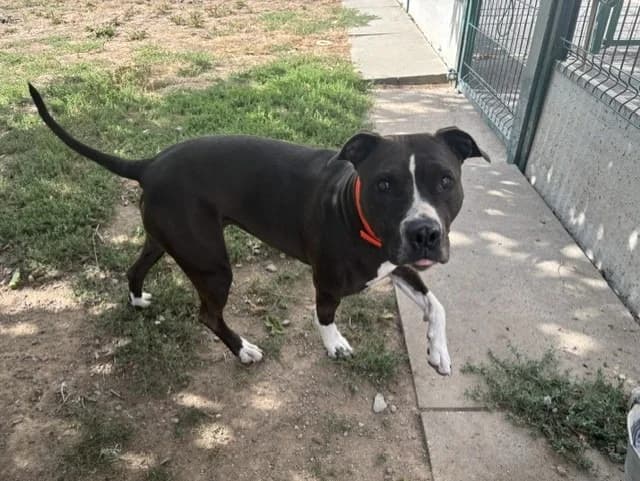 ELVI, female 4yo Mixed Breed for adoption at SPA Montluçon, Montlucon