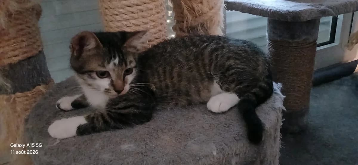 BRUME, female Mixed Breed for adoption at SPA Montluçon, Montlucon