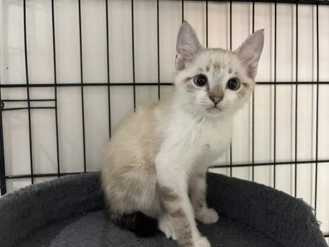 BALI, male Mixed Breed for adoption at SPA Montluçon, Montlucon