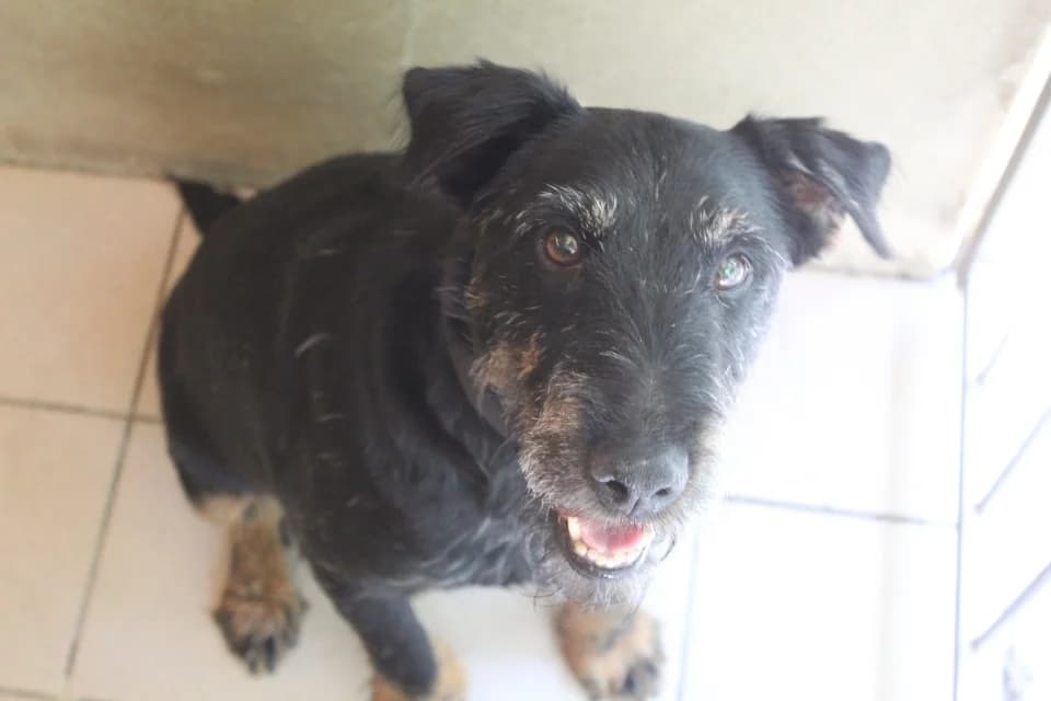 PINPIN, male 7yo mixed breed for adoption at SPA Montluçon, Montlucon