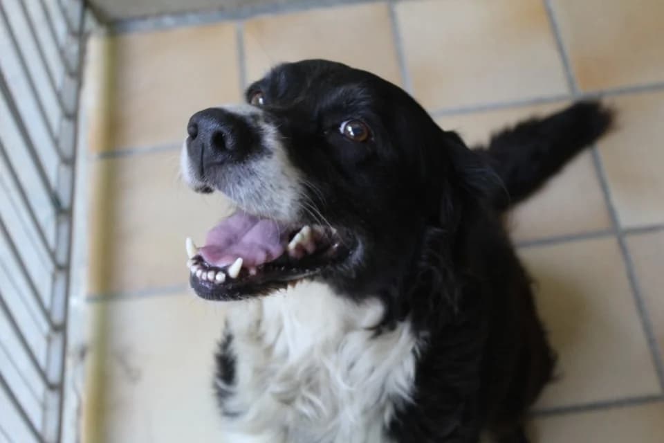 BLOO, female senior Border Collie for adoption at SPA Montluçon, Montlucon